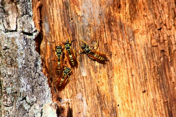 Regine di Polistes svernanti